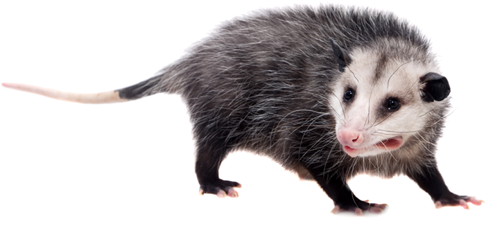 a cutout of a possum